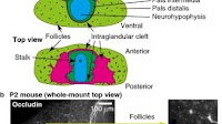Claudin-9 constitutes tight junctions of folliculo-stellate cells in the anterior pituitary gland | Scientific Reports