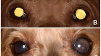 Fig. 1. Images of diabetic dogs affected by UZS. (A): Fixed, severely...