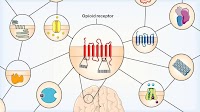 Study examines the differences between opioid receptor subtypes