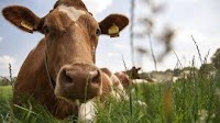 Integral Milk Price FrieslandCampina November 2024: 58.21 euros
