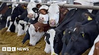 Cow culled after single case of BSE found on Essex farm