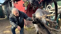 Beloved Anchorage Pet Reindeer Euthanized After Someone Tampered With Pen, Possibly Poisoned Him