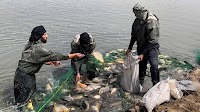 Daquq fish recorded highest price in 10 years, government intends to shut farms