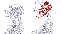 Protein accidentally lassos itself, helping to explain unusual refolding behavior