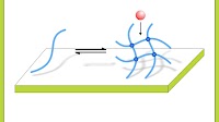 Engineers turn the body’s goo into new glue