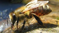 Heat forms potentially harmful substance in high-fructose corn syrup