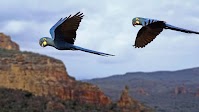 EGP Lear’s Macaw repopulation in Brazil to support biodiversity and sustainable development