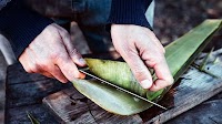 Aloe vera: Benefits and medical uses