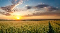 Net zero emissions from Australian agriculture: a challenge and opportunity - UQ News