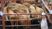 Weaner prices up at Stanthorpe as regulars win GnF Charolais competition