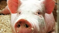 Why a simple tool to count pigs caught Ag Startup Engine’s eye