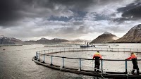 Bakkafrost benefits from better biology, bigger salmon in Q1 2024