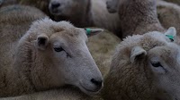 Australia faces increasing risk of major animal disease outbreak, chief vet warns