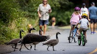 At Green Lake, don’t try to tell geese they don’t have the right of way