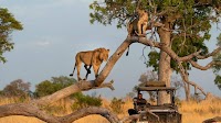 BBC NHU livestreams behind-the-scenes from Big Cats 24/7 base camp