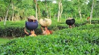 Tea auction prices climb by BDT 26 per kg as floor rate raised