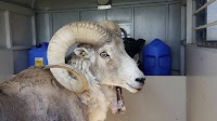 Montana Man To Be Sentenced for Cloning Giant Sheep for Trophy Hunts