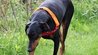 2019 ACE Award Winner Joe Pete the Doberman Exemplifies Search and Rescue