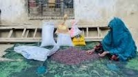 A widow harvests 200kg of beans in Bar Kunar