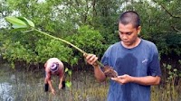 Filipino conservationists fear new law rubs salt in mangrove wound