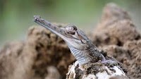 Conservation Leadership Programme Announces 2022 Team Awards