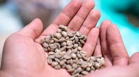 Vietnam coffee prices drop 14% in a week as global rates hit lowest level of the year