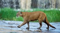 Mountain bikers in fatal cougar attack did everything right, authorities say | Washington state