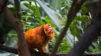 Atlantic Forest deforestation drops 27% — Secretaria de Comunicação Social