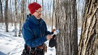 Maple syrup producers hoping for 'normal' season after last year's early start