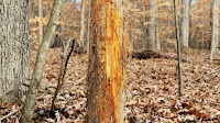 Deer hunters in the Carolinas need to know where the rubs are