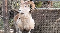 81-year-old man sentenced to prison for cloning giant "Montana Mountain King" sheep for captive trophy hunting