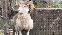 Vaughn man sentenced for illegally breeding sheep