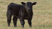USDA Awarded Nearly $650K to UMD and USDA ARS Researchers to Develop Nasal Vaccine Against H5N1 in Cows