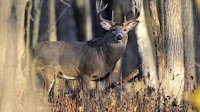 The allure of the big buck