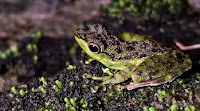 Black Spotted Rock Frog seen in Danum Valley
