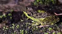 Black Spotted Rock Frog seen in Danum Valley