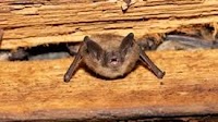 Rabies case involving bat reported in Tazewell County | Local News | bdtonline.com