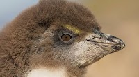Baby Penguin’s Fluffy Hair Makes Him Look Like ‘Bob Ross,’ and People Are Here for It