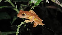 Funding front-line action for the world's forgotten frogs