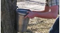 Glengarrians ready to tap the year's first crop: maple syrup