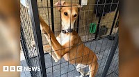 Dog rescued after living in Cotswold countryside for months