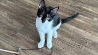 OCHS adoptable pet: Jackie is ‘insane’