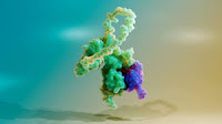 A protein’s unique flexibility may help it respond when viruses attack