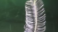 Marine Scientists Amazed: Two New Species of Sea Pen Discovered in New Zealand Waters