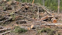 Williams Lake sends out SOS for biomass power plant