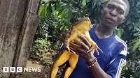 The mission to save the biggest frog on earth