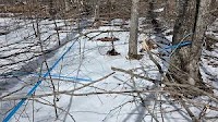 State officials say clarity, expedience needed to help maple syrup producers