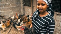 SAPLING initiative empowers youth agripreneurs in livestock through digital innovation in Tanzania