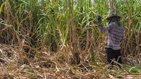 Thai firms halt syrup production as China's ban drags on