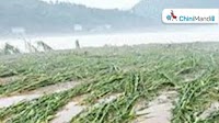 Uttarakhand: Flood affects sugarcane crop in Laksar region